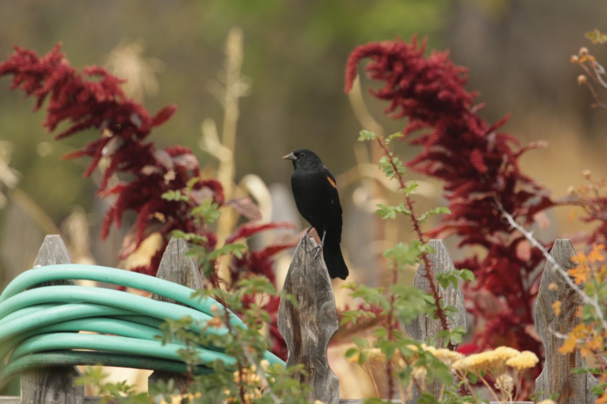 Red-winged Blackbird - ML624328155