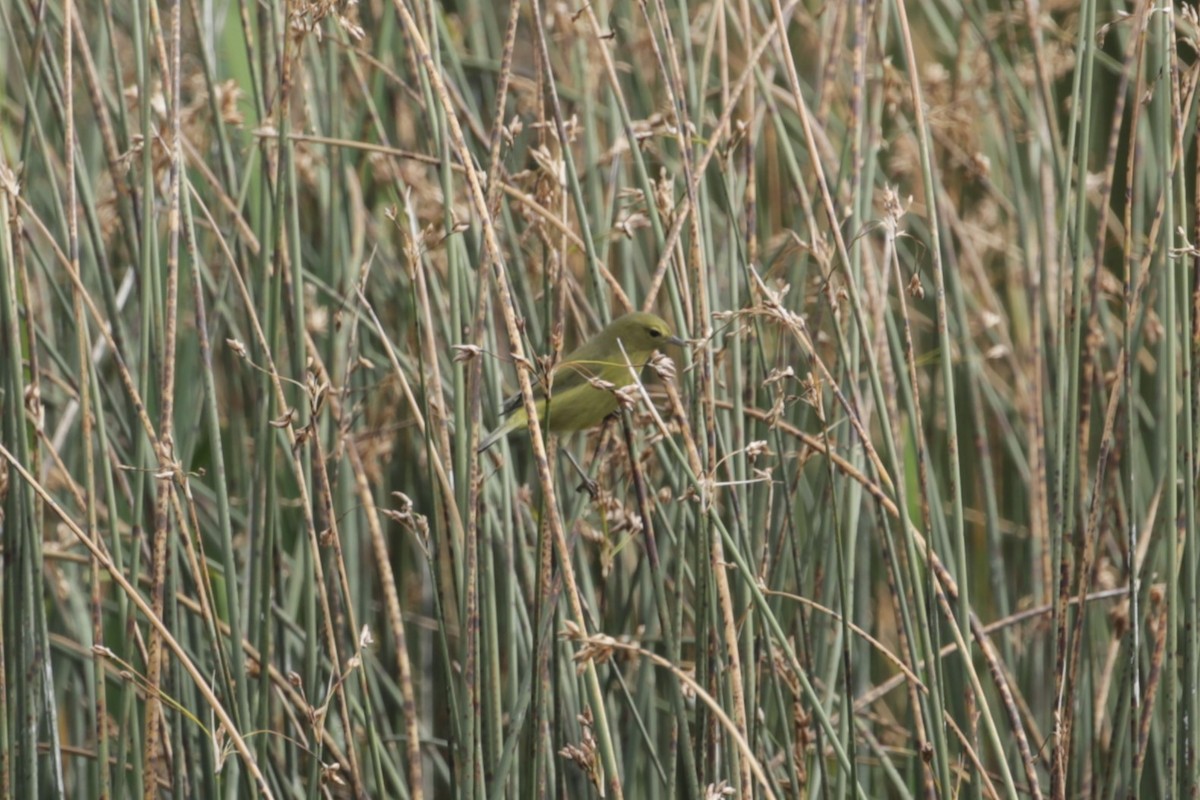 Orange-crowned Warbler - ML624328160