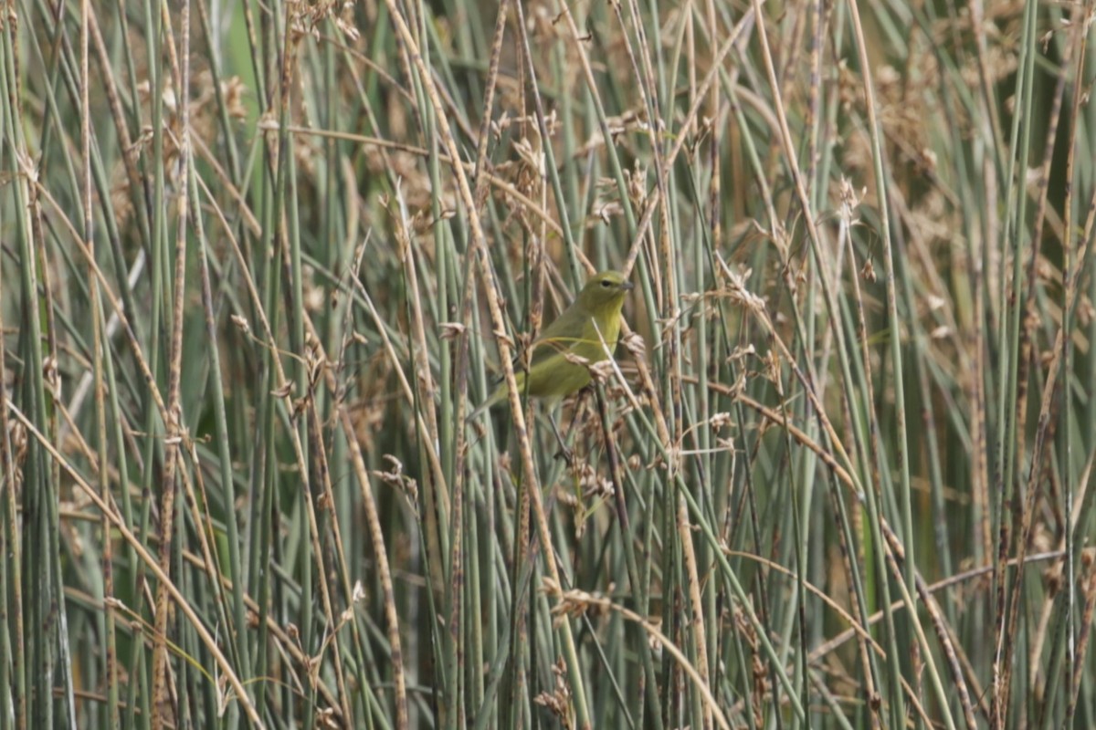 Orange-crowned Warbler - ML624328161