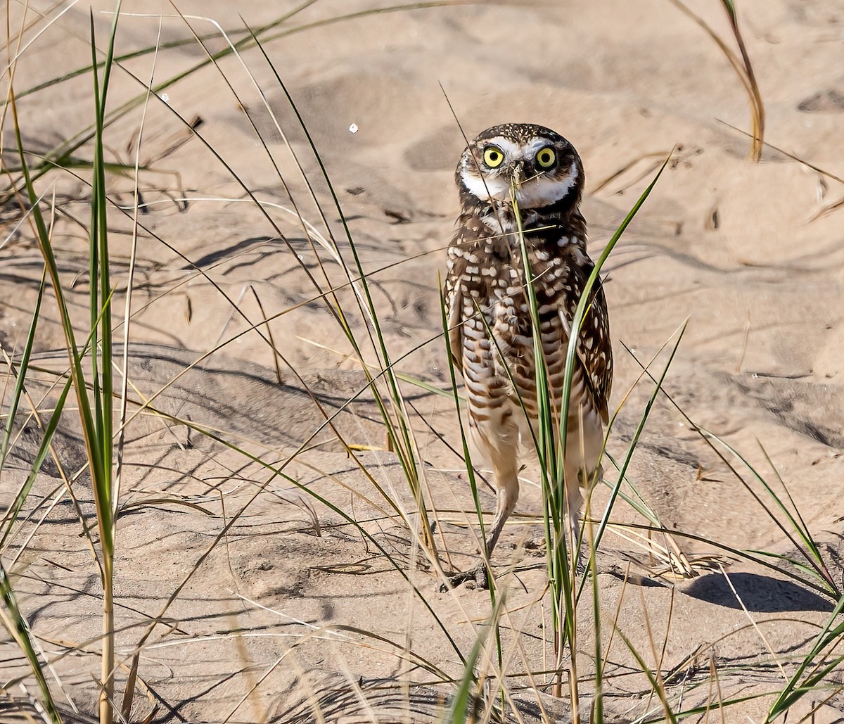 Burrowing Owl - ML624328222