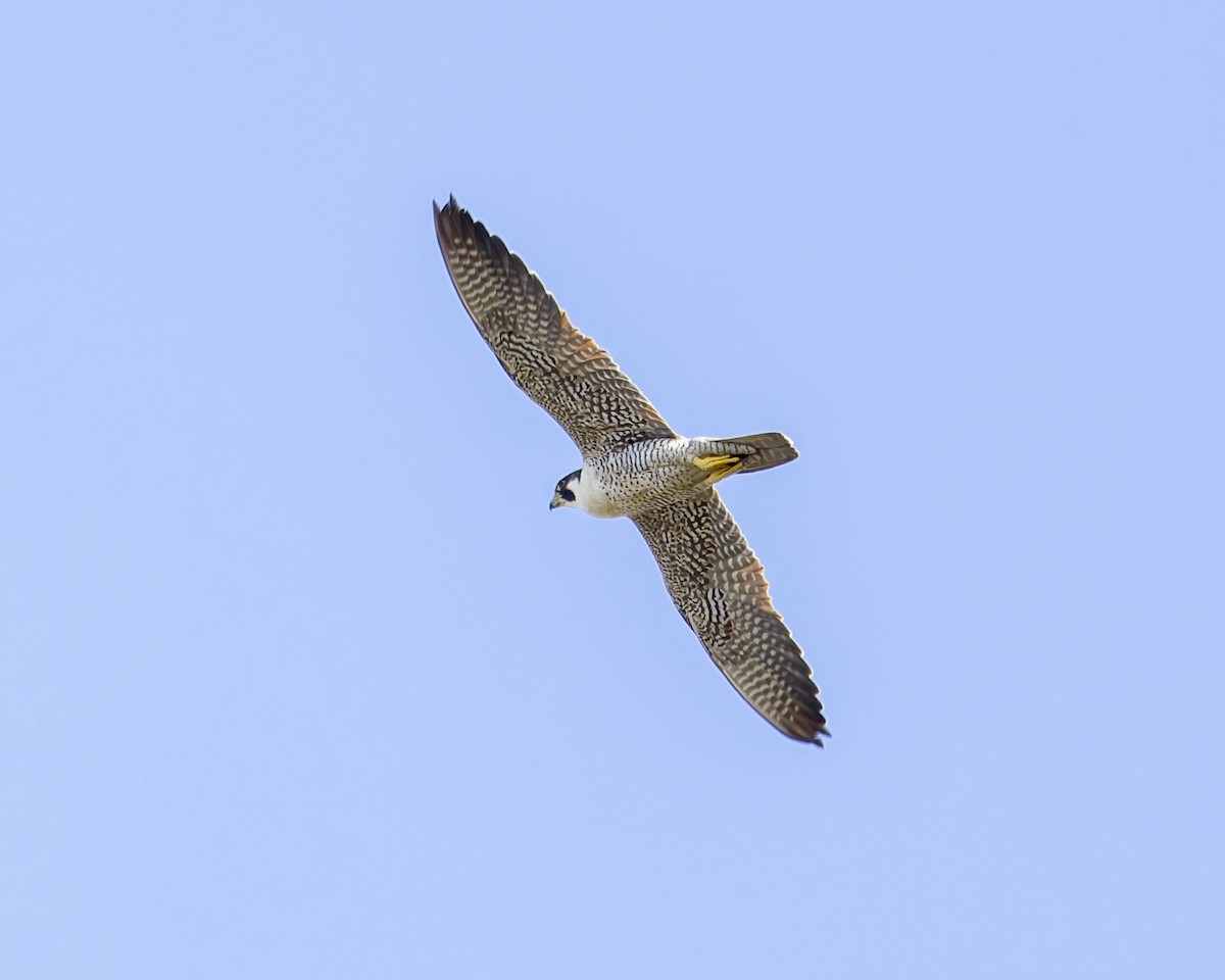 Peregrine Falcon - ML624328225