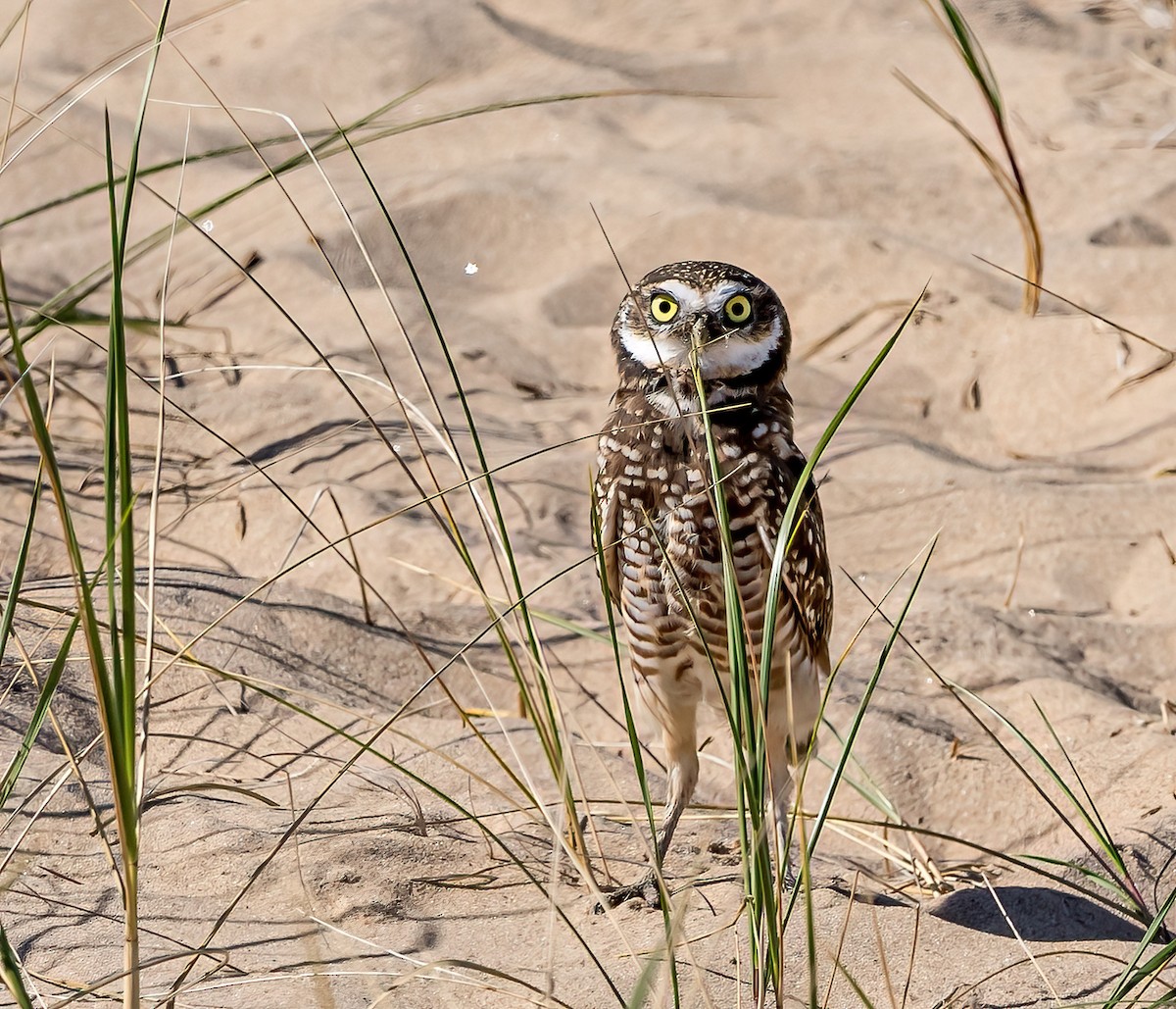 Burrowing Owl - ML624328227