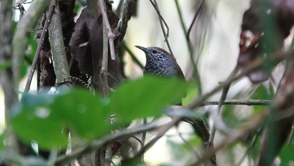 Speckle-breasted Wren - ML624328261