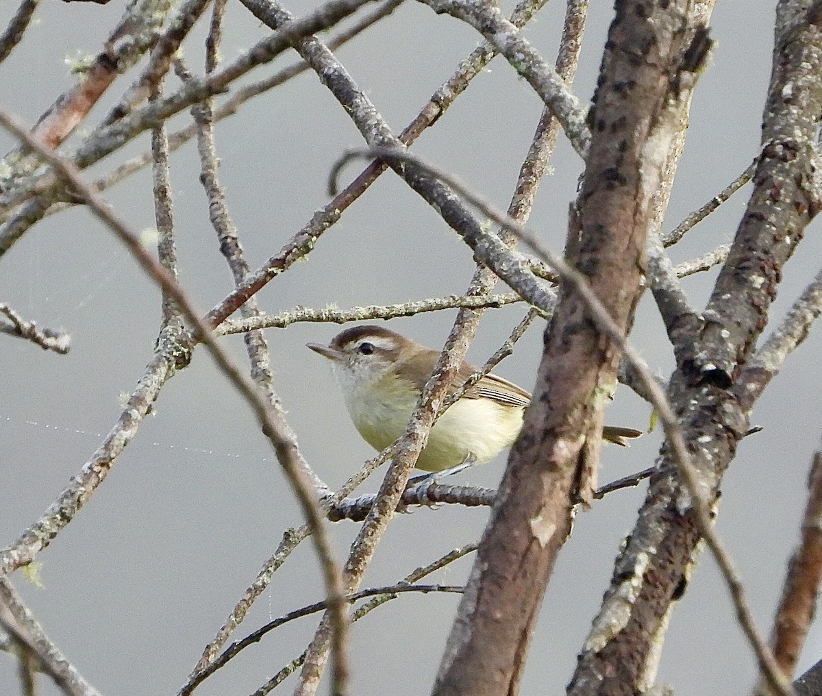 Brown-capped Vireo - ML624328291