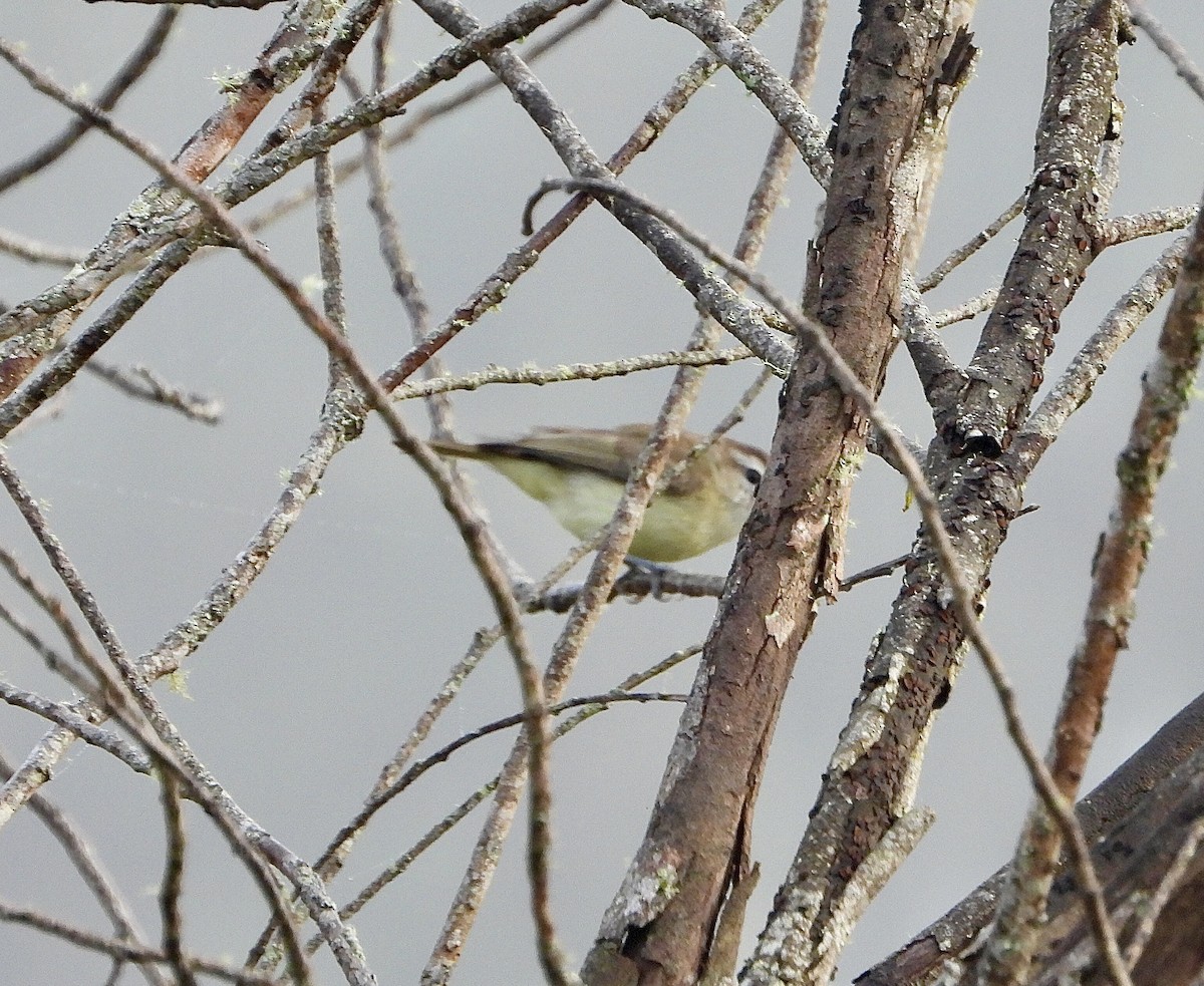 Brown-capped Vireo - ML624328292