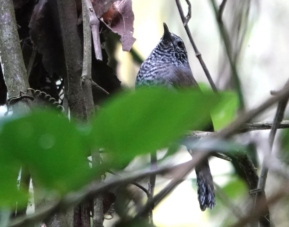 Speckle-breasted Wren - ML624328383
