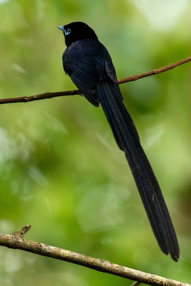 Seychelles Paradise-Flycatcher - ML624328473