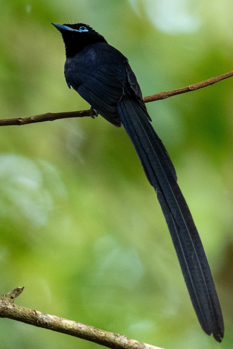 Seychelles Paradise-Flycatcher - ML624328488