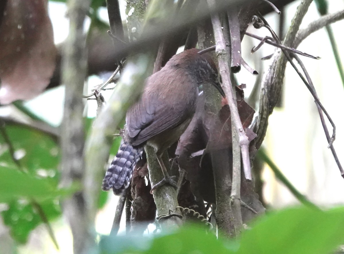 Speckle-breasted Wren - ML624328534