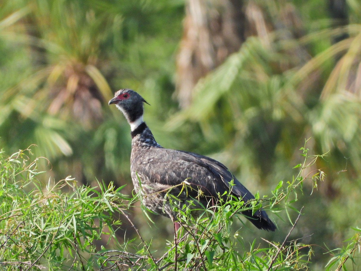Southern Screamer - ML624328571