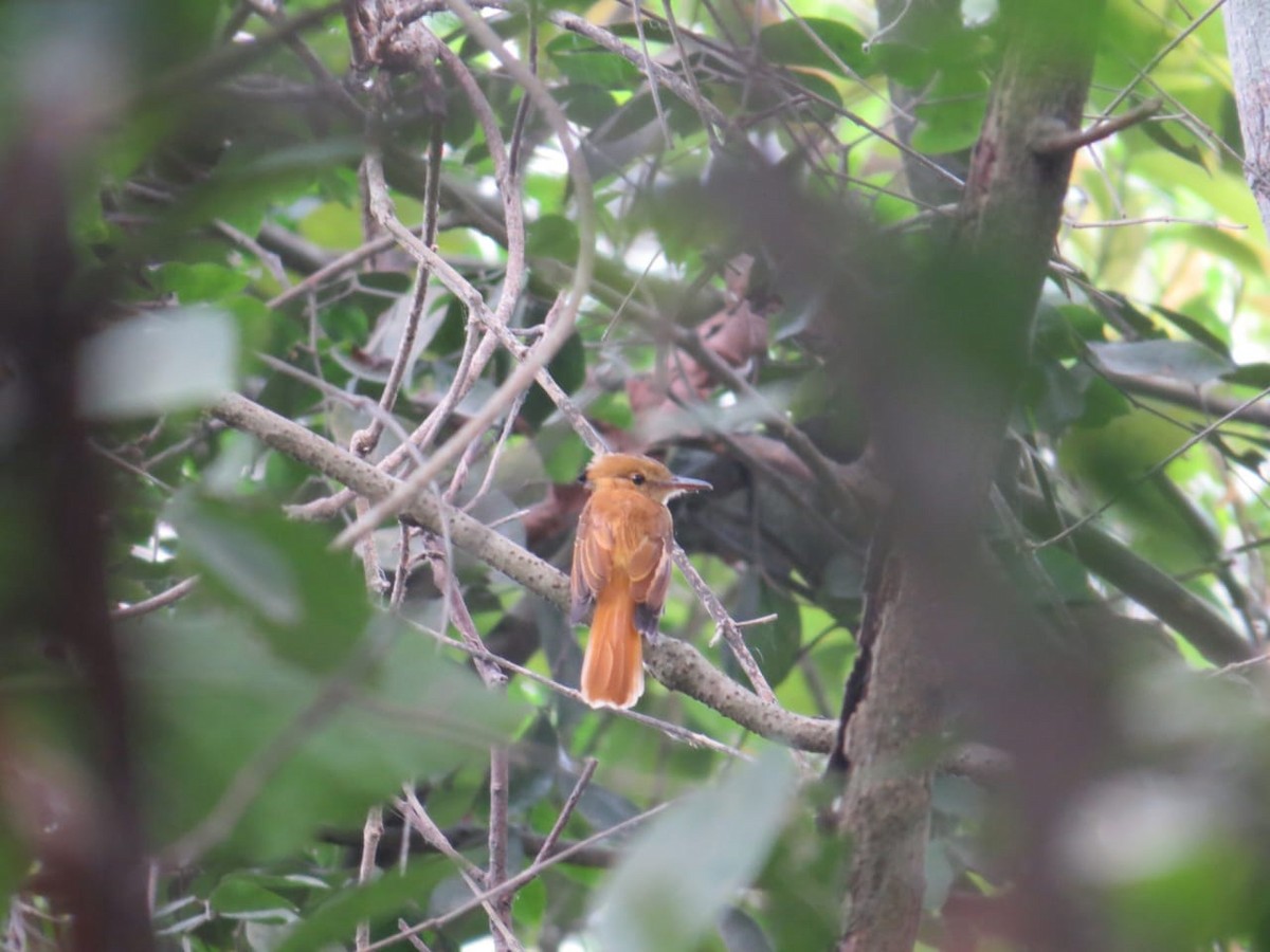 Tropical Royal Flycatcher - ML624328634
