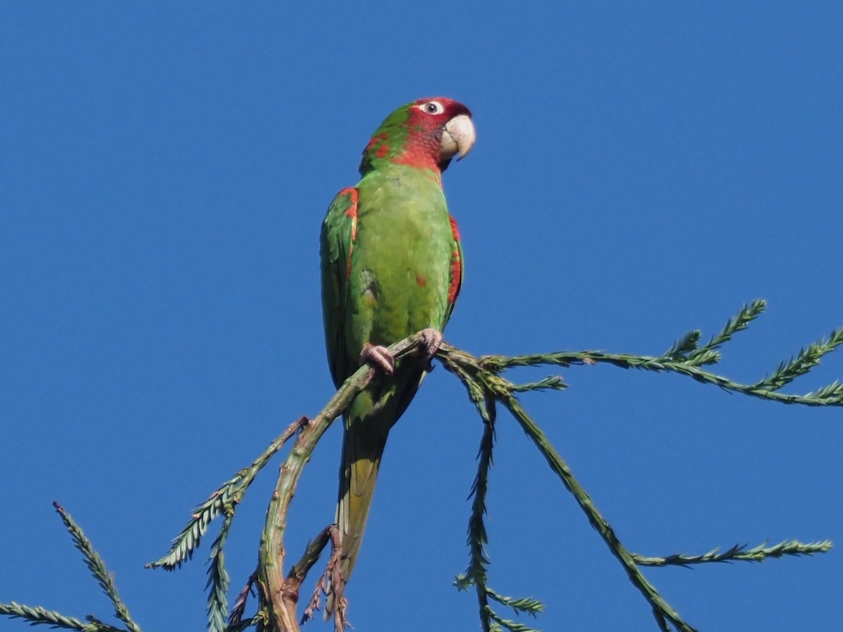 Red-masked Parakeet - ML624328638