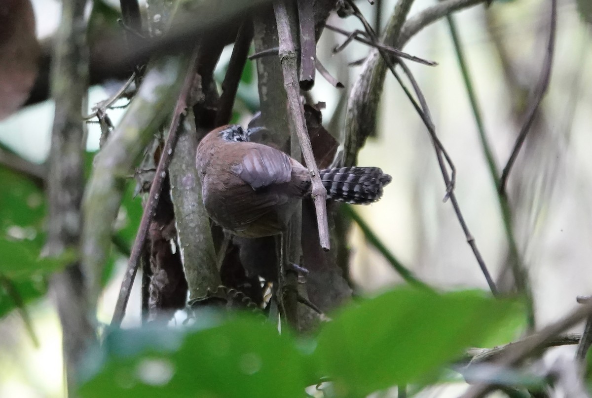 Speckle-breasted Wren - ML624328763