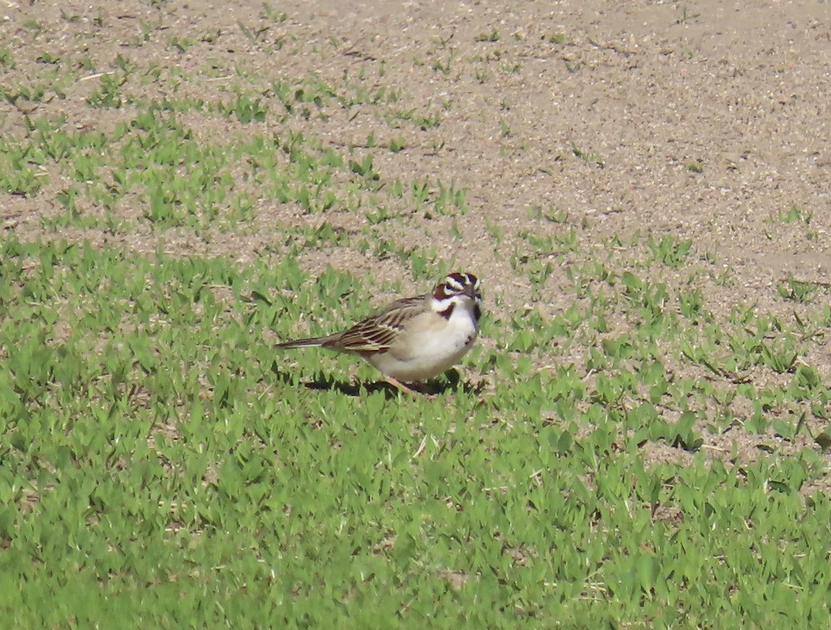 Lark Sparrow - ML624328804