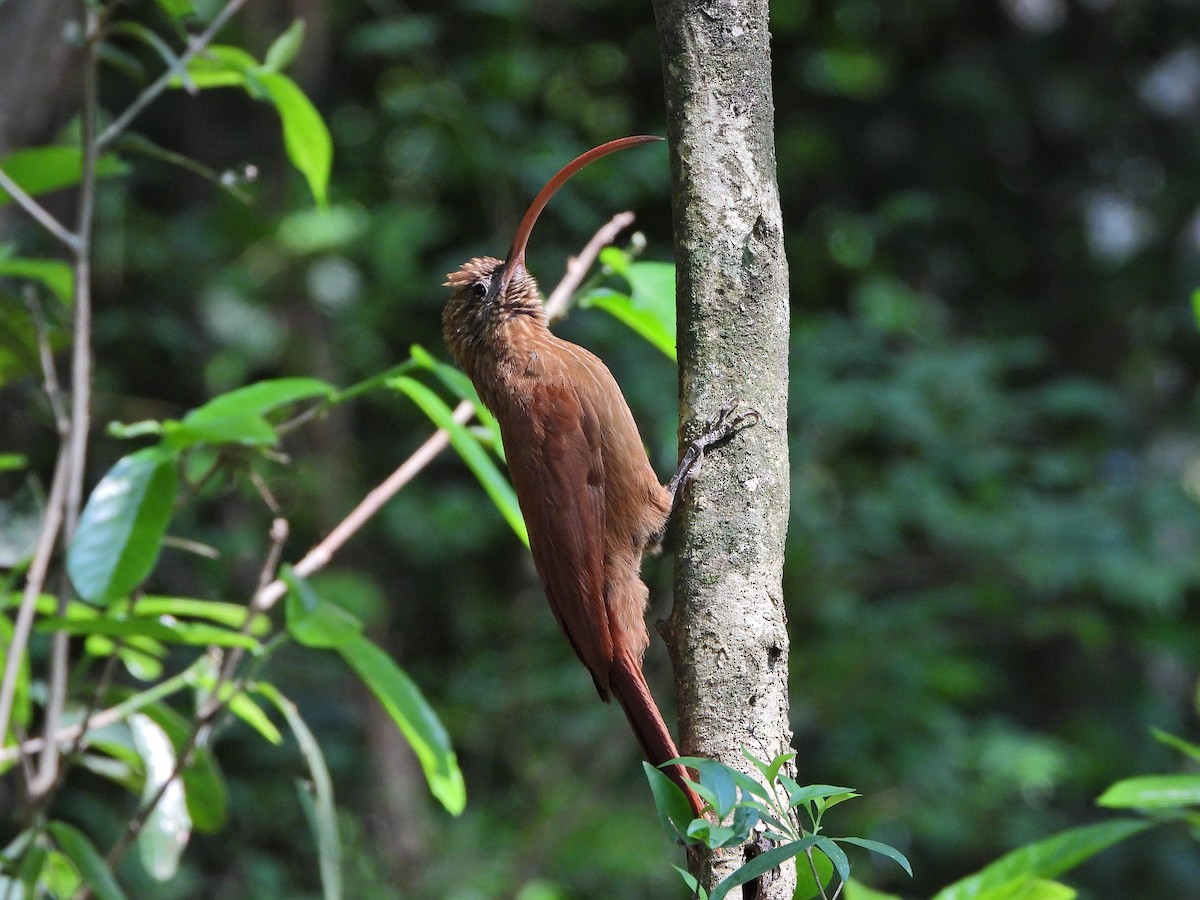 Red-billed Scythebill - ML624328816