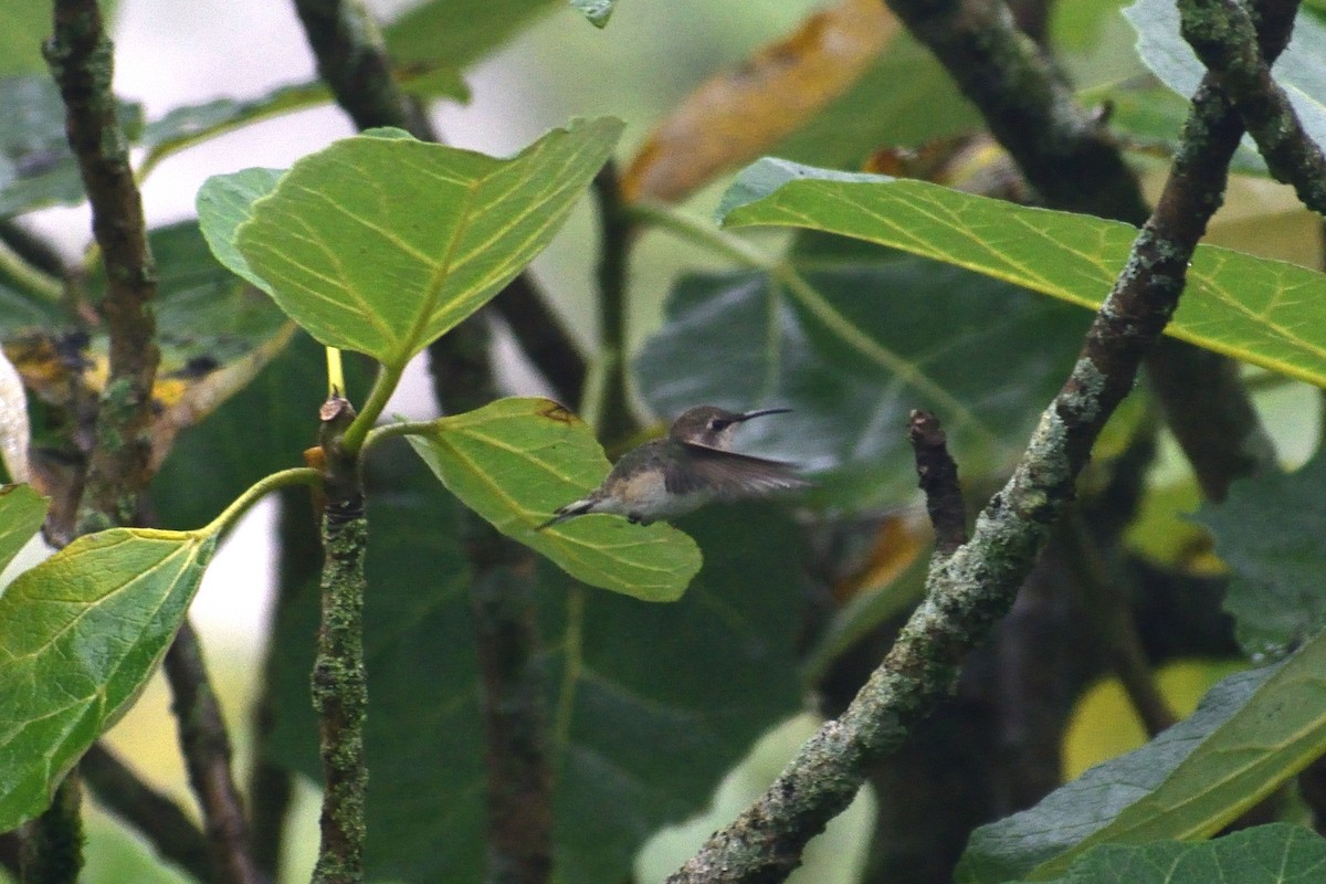 Peruvian Sheartail - ML624328852