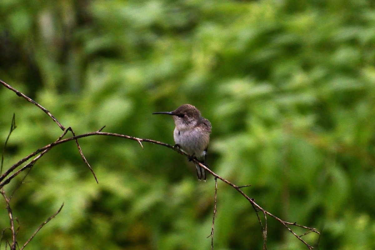 Peruvian Sheartail - ML624328856