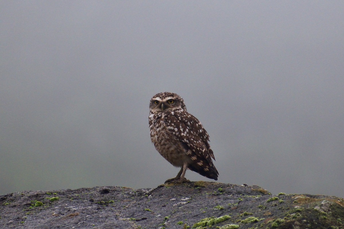 Burrowing Owl - ML624328858