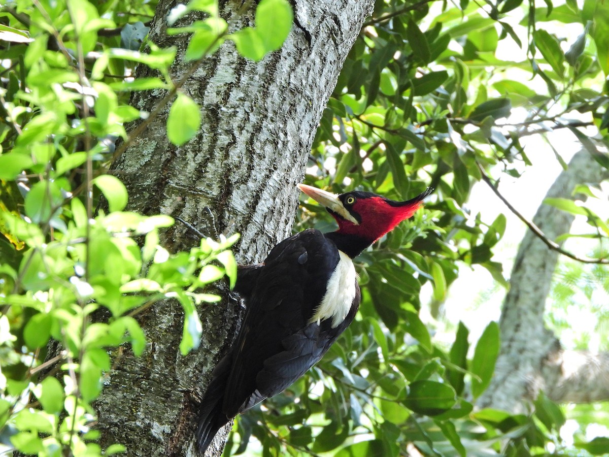 Cream-backed Woodpecker - ML624328874