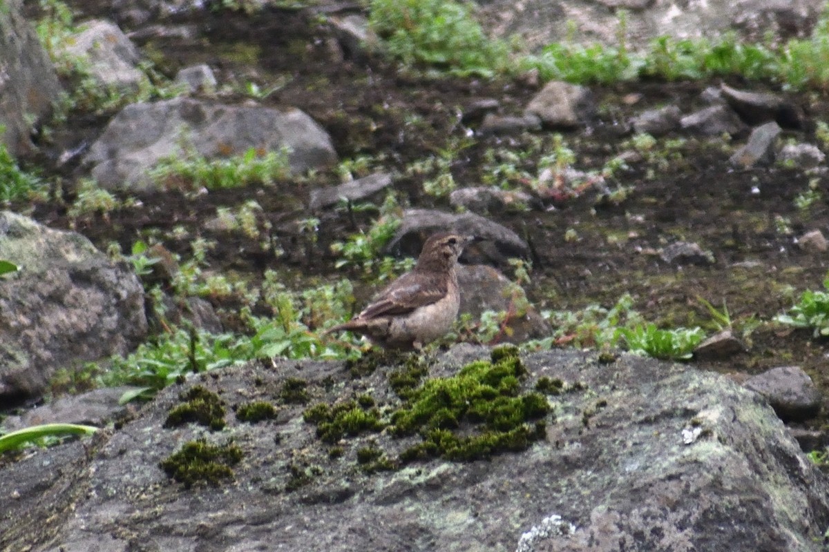 Thick-billed Miner - ML624328901