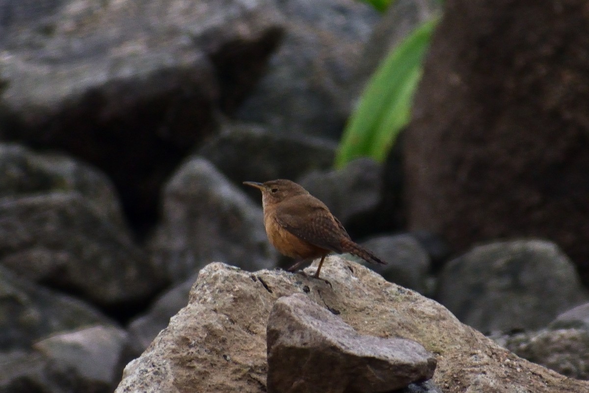 Southern House Wren - ML624328934