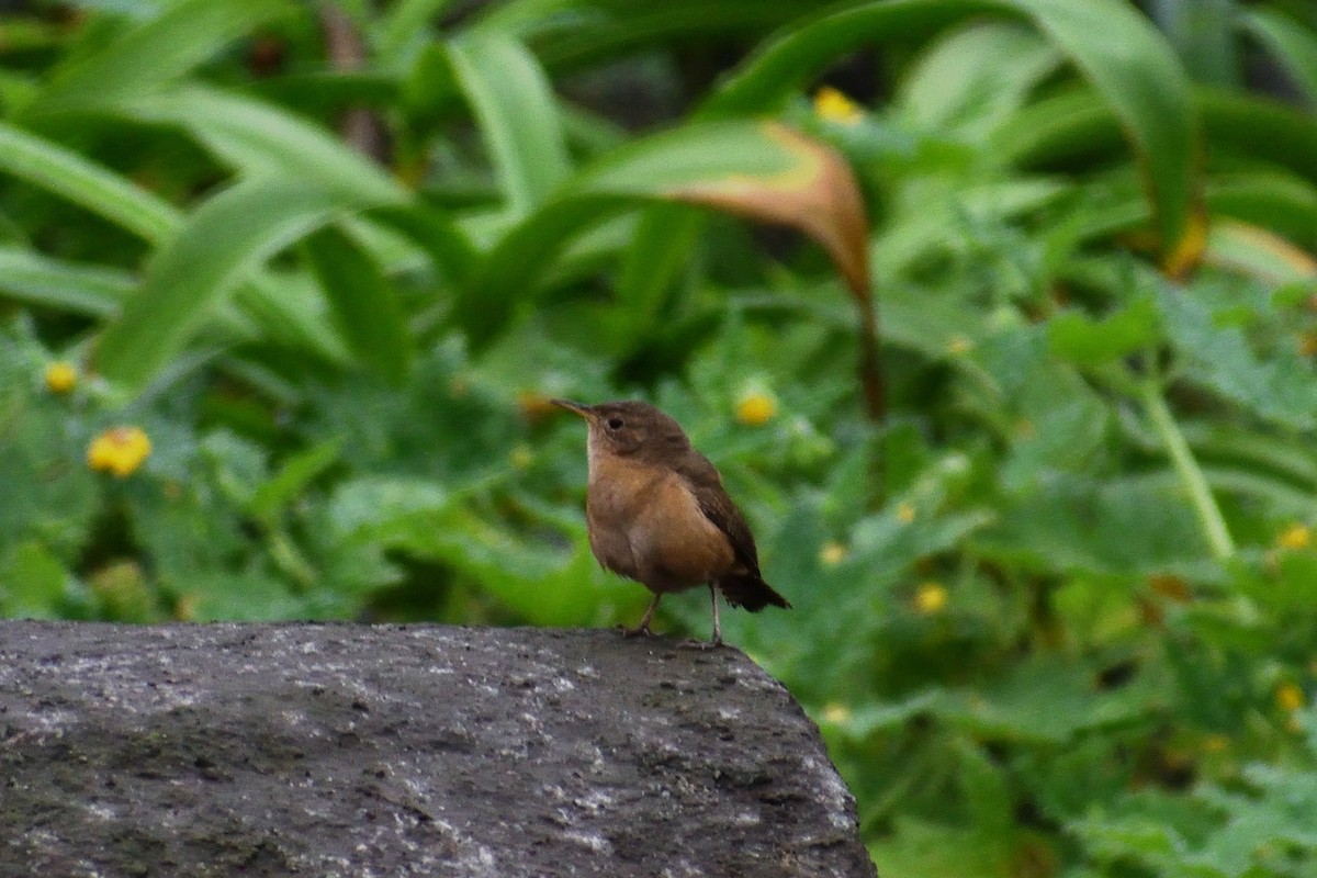 Southern House Wren - ML624328935