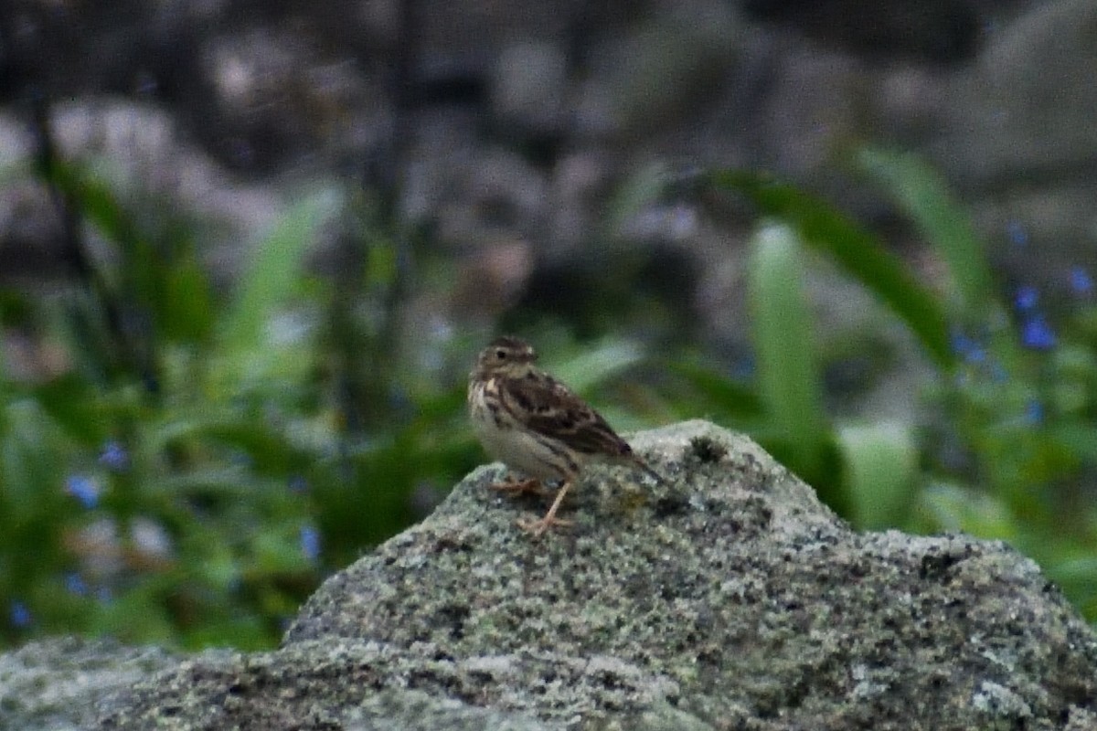 Peruvian Pipit - ML624328937