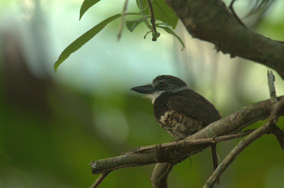 Sooty-capped Puffbird - ML624328978