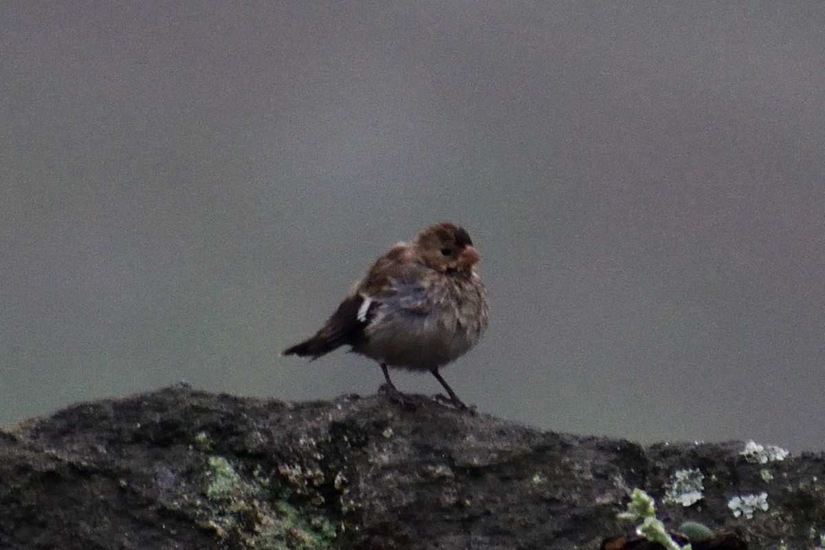 Chestnut-throated Seedeater - ML624328979