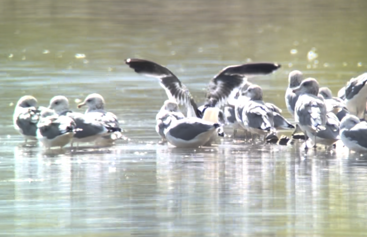 Lesser Black-backed Gull - Mike Andersen