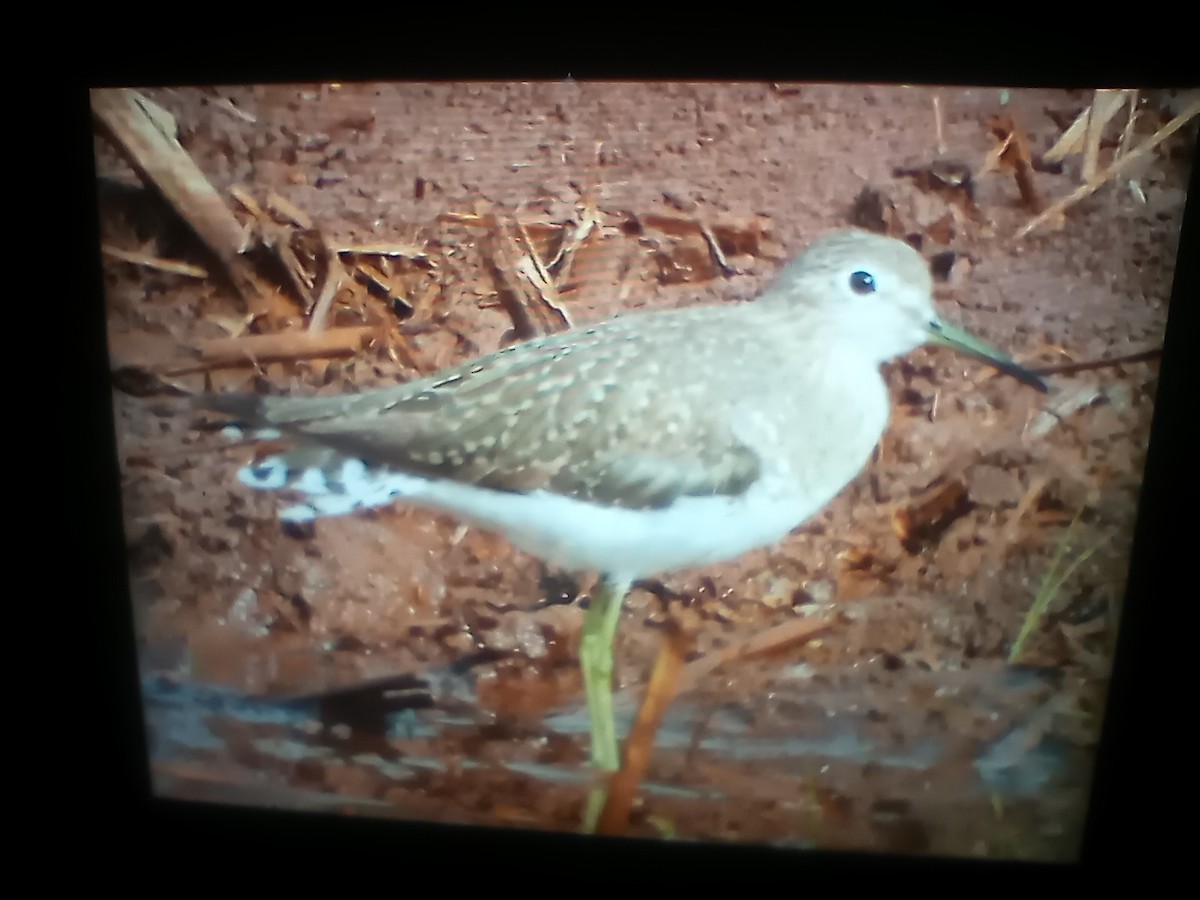 Solitary Sandpiper (solitaria) - ML624329133