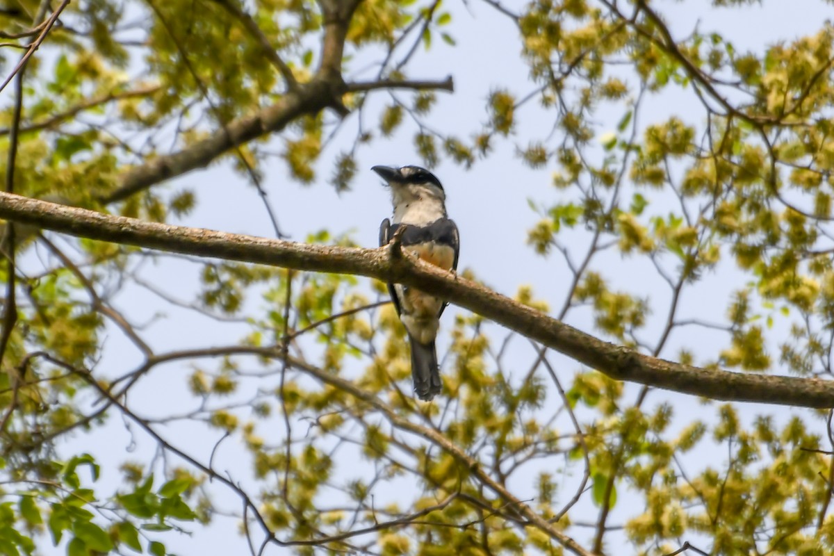 Buff-bellied Puffbird - ML624329134