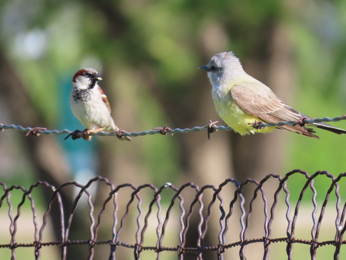 Western Kingbird - ML624329354