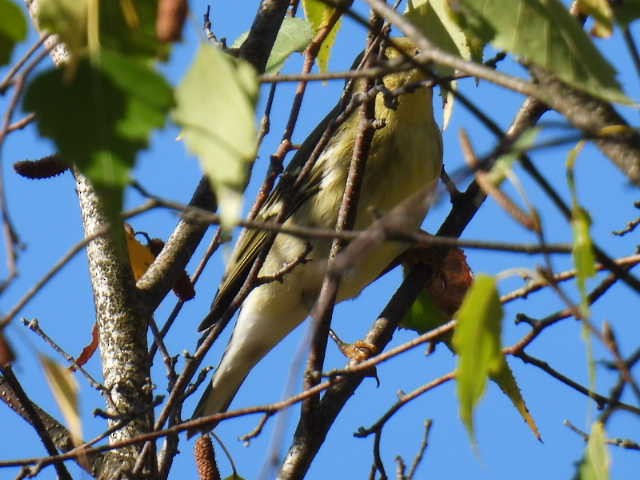 Blackpoll Warbler - ML624329405