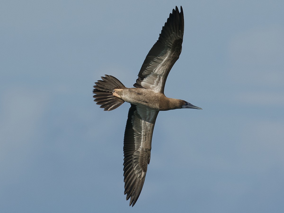 Brown Booby - ML624329545