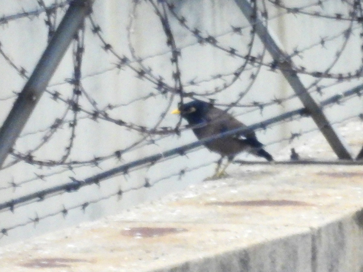 Common Myna - ML624329550