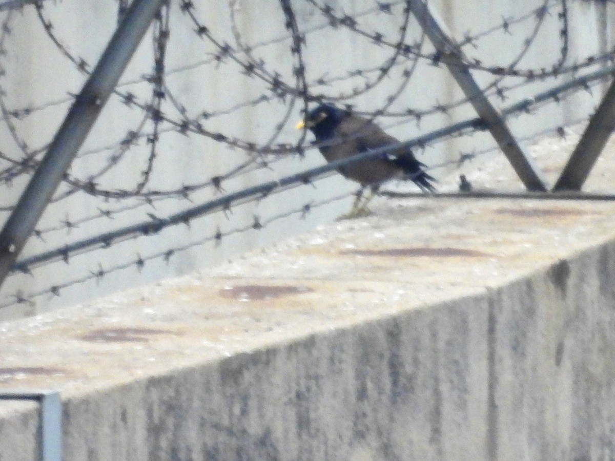 Common Myna - ML624329551