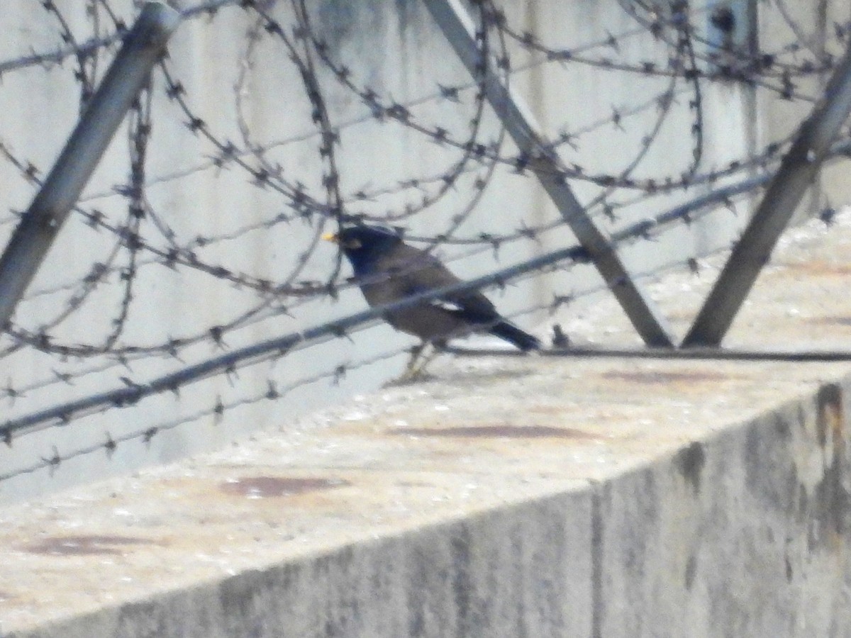 Common Myna - ML624329552