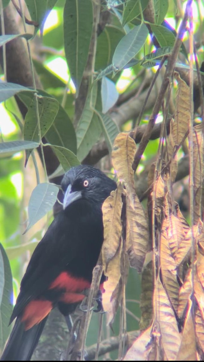 Red-bellied Grackle - ML624329558