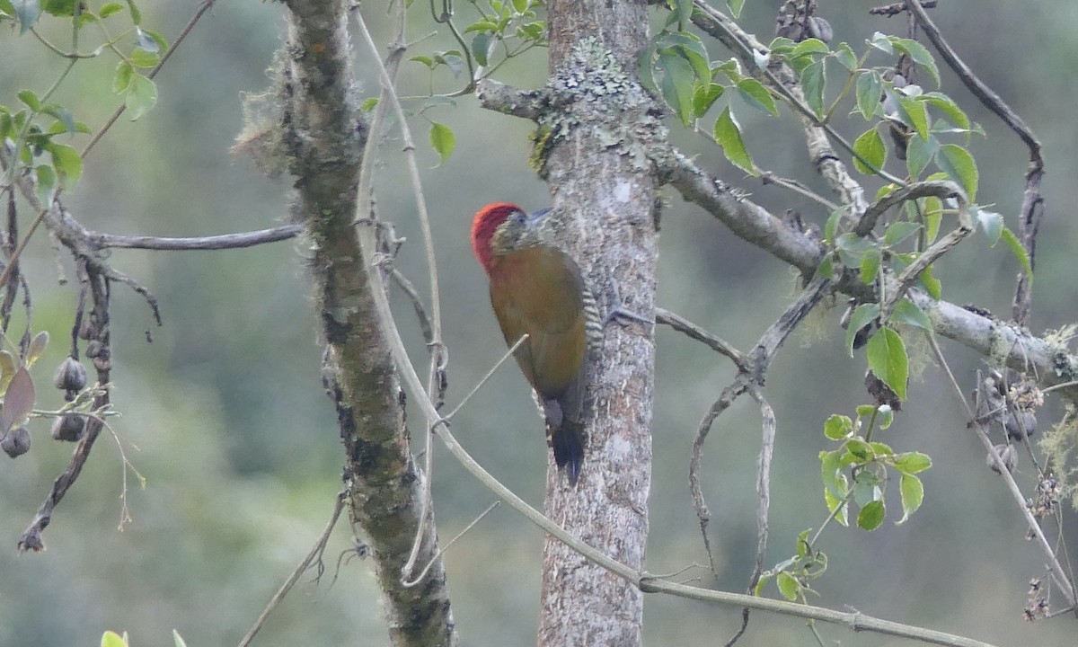 Bar-bellied Woodpecker - ML624329575