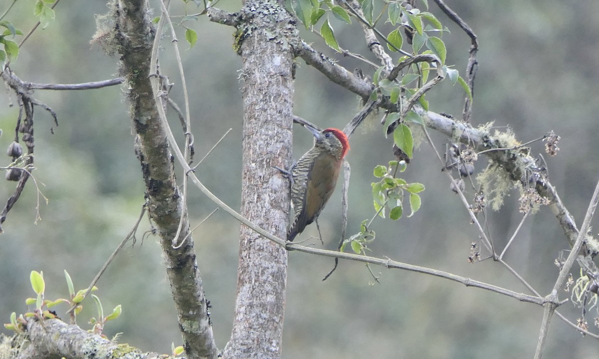 Bar-bellied Woodpecker - ML624329603