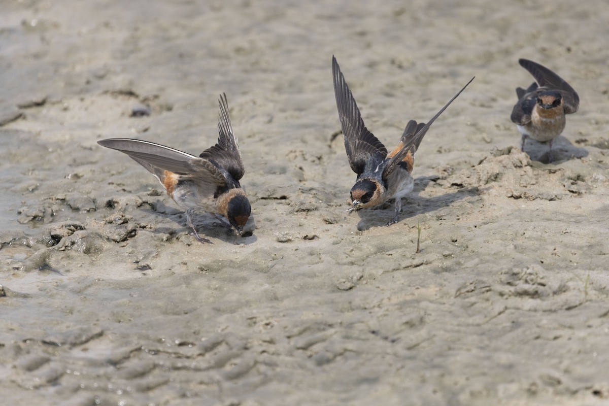 Cave Swallow - ML624329664