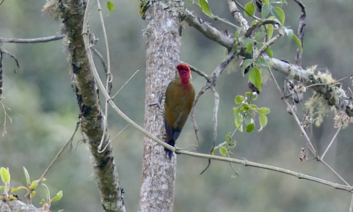 Bar-bellied Woodpecker - ML624329734