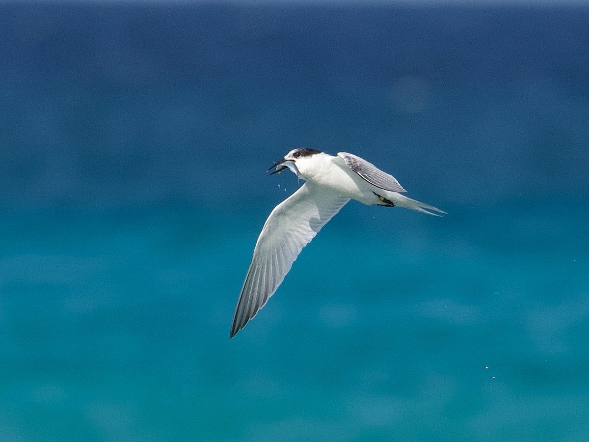 Common Tern - ML624329843