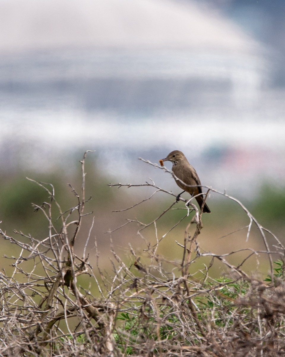 Great Shrike-Tyrant - ML624329869