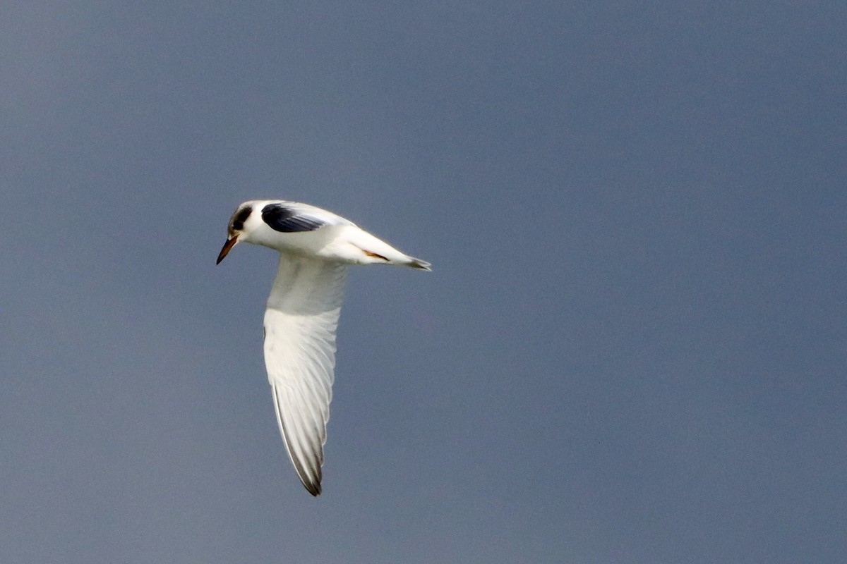 Least Tern - ML624329909