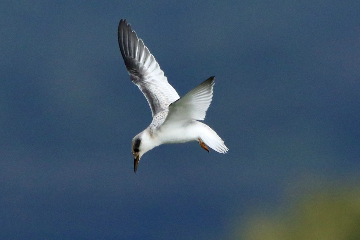 Least Tern - ML624329910