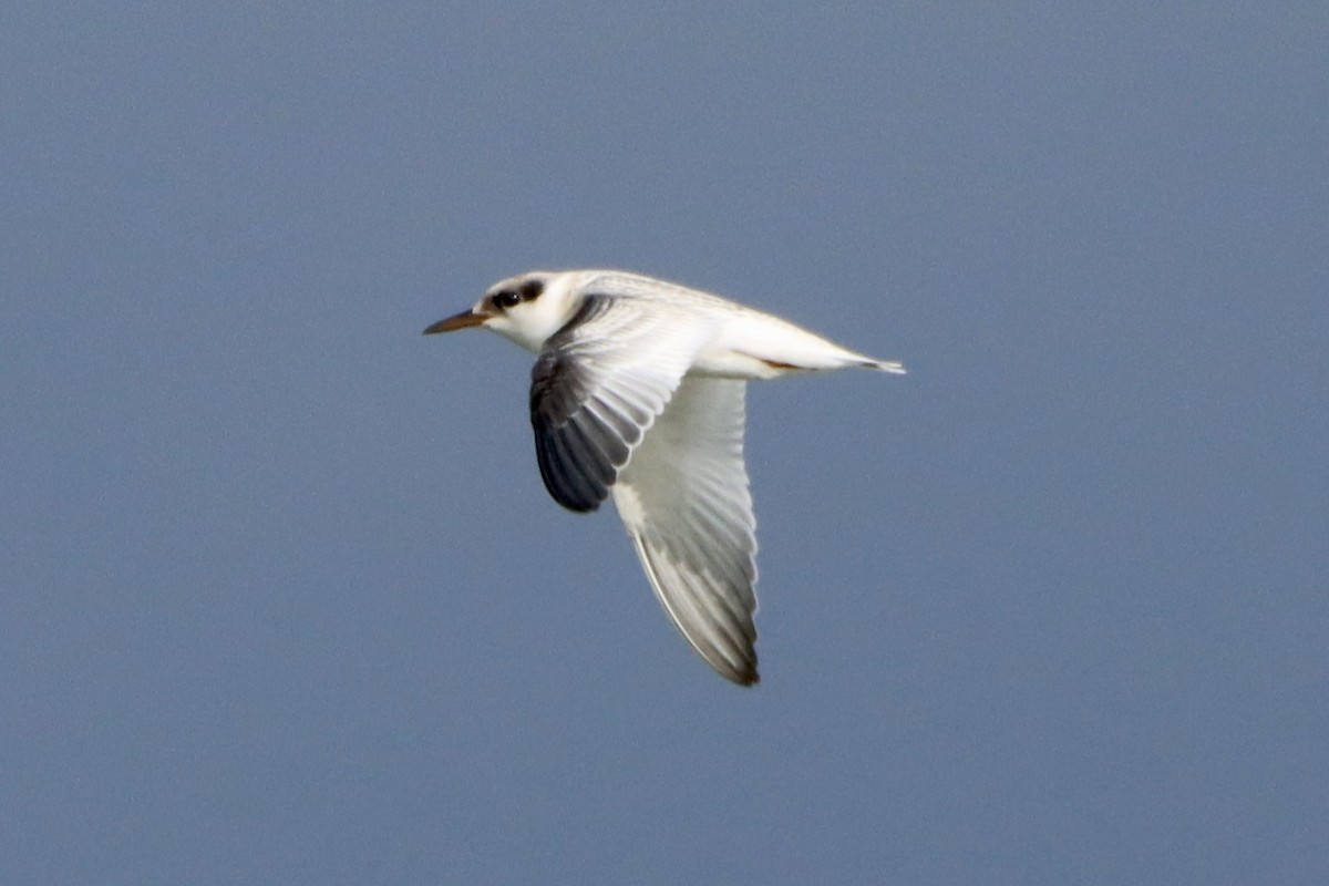 Least Tern - ML624329911