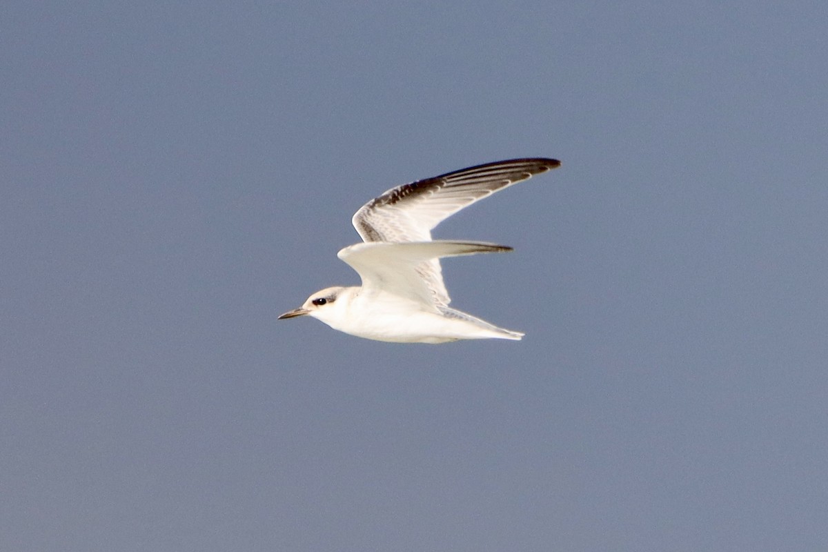 Least Tern - ML624329912