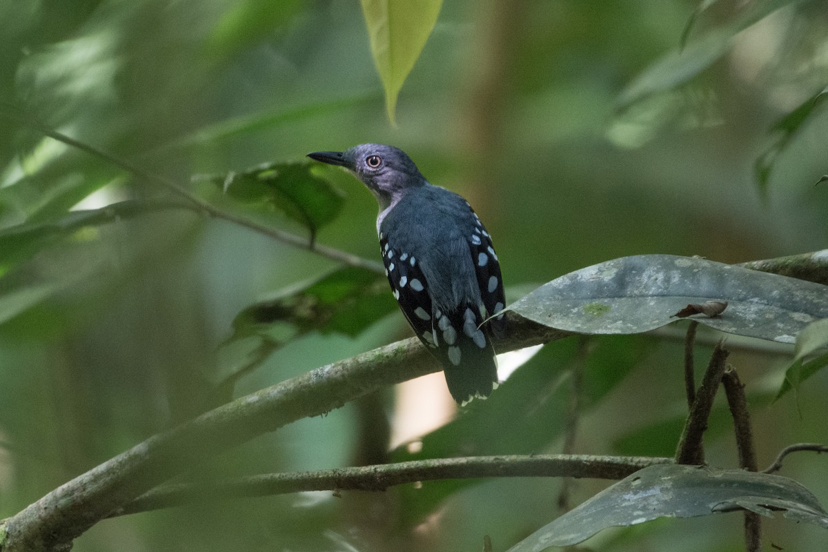 Pearly Antshrike - ML624329993